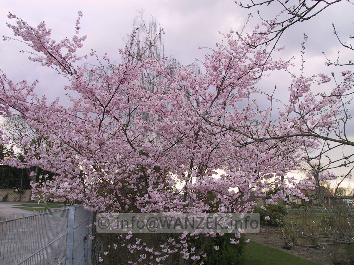Prunus sargentii Accolade 03 Sol 4*04.JPG